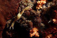 Raja Ampat 2016 - Unidentified - Coral crab - Crabe de corail - IMG_5265_rc